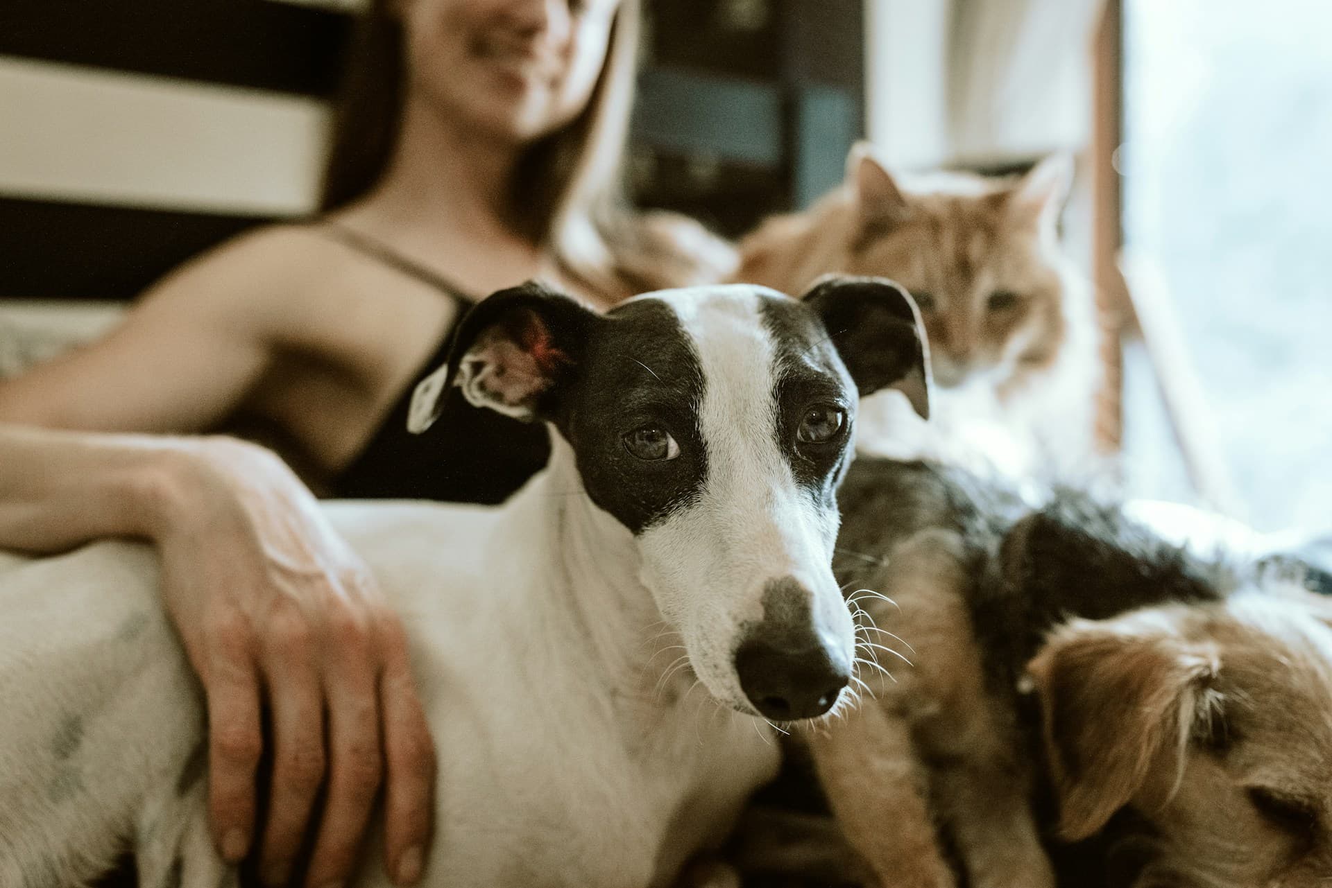 Emotional Support Animals: Are we asking too much of them?